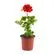 Home Planta Geranio 4 Estaciones