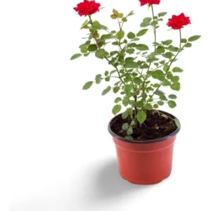 Home Planta con flores color rosa