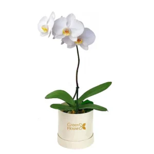 Home planta de orquĂdea phalaenopsis