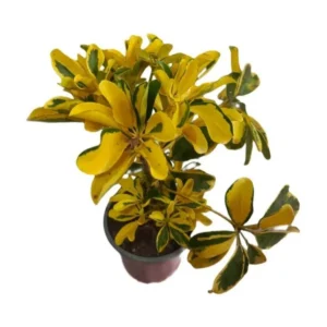 Planta natural Schiflera con maceta