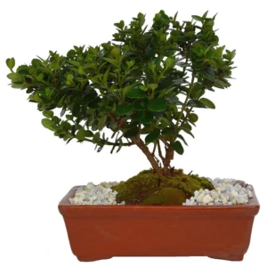 Bonsai carissa (5 años)